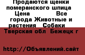 Продаются щенки померанского шпица › Цена ­ 45 000 - Все города Животные и растения » Собаки   . Тверская обл.,Бежецк г.